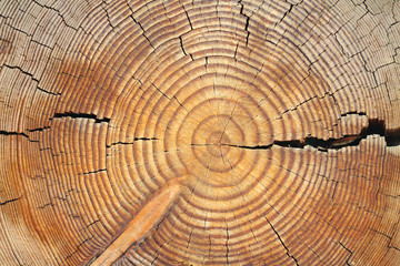 Schöne Holzstruktur von einem Laubbaum