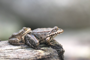 Junger Frosch mit Elternteil.