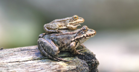 Junger Frosch mit Elternteil.