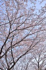 Fototapeta na wymiar Cherry blossoms in Japan