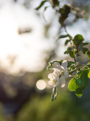 Apple blossoms at sunset