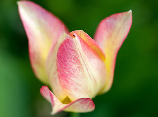 Fototapeta na wymiar Pink tulip flower