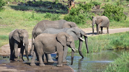 elephants on Shongololo Loop,bridge near Pioneer Dam,Kruger National park in South Africa