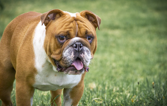  the face of a bulldog dog standing in the grass