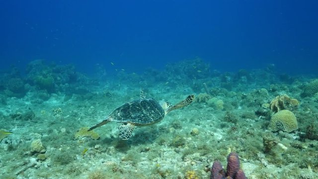 Hawksbill Sea Turtle swim in shallow water of coral reef in Caribbean Sea during scuba dive around Curacao /Netherlands Antilles