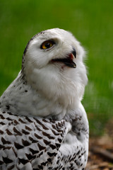 Female snowy owl