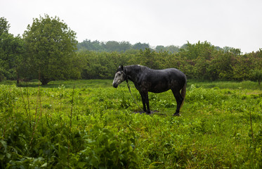 The horse on a leash under the rain