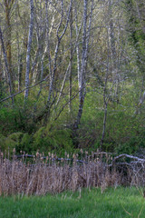 Obraz premium clearing in winter forest