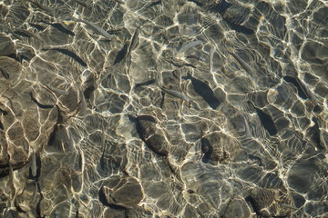 Clear water and swiming fish