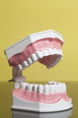 Dental human teeth model