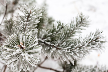 Coniferous branches covered with hoarfrost