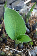 hosta or funkia with sprouts and fresh leaves 