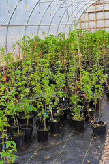 Young tree seedlings potted up and growing in a greenhouse.