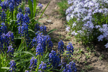 Obraz premium Blue Muscari flowers on blurred green grass background in spring garden