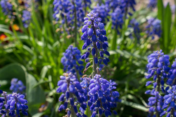 Fototapeta premium Blue Muscari flowers on blurred green grass background in spring garden