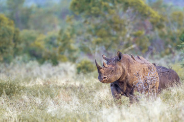 Naklejka premium Black rhinoceros in Kruger National park, South Africa