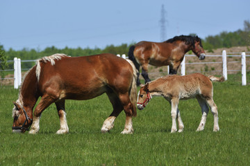 Mare with foal