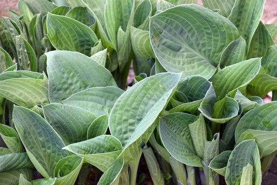 hosta or funkia with sprouts and fresh leaves 