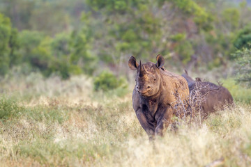 Naklejka na ściany i meble Black rhinoceros in Kruger National park, South Africa
