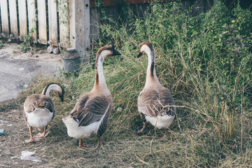 goose walking in the park.