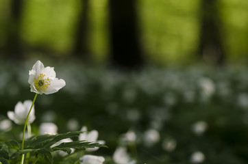 Anemones in springtime in the forest