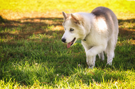  a dog standing with its tongue out in the grass and a raised leg