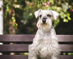  a schnauzer dog sitting on a bench in the park looking to the front