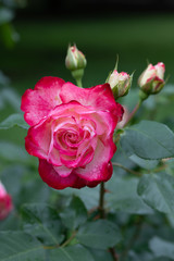 雨の日の赤と白のばら「ジュビレデュプリンスドゥモナコ」の花のアップ