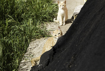 Abandoned street cats