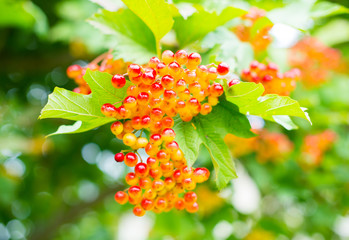 Berries of the guelder rose