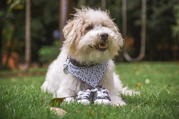 a dog lying on the grass behind two baby shoes