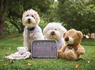  2 dogs sitting behind a blackboard with some stuffed animals in the grass