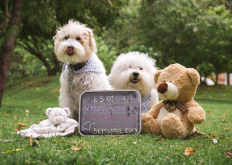  2 dogs sitting behind a blackboard with some stuffed animals in the grass