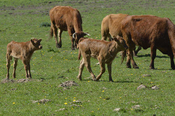 Fototapeta premium calf in the pasture