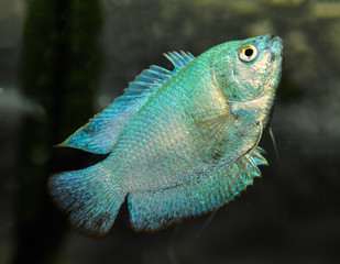 Dwarf gourami (Colisa lalia) in freshwater aquarium
