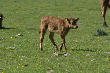 Naklejka na ściany i meble calf in the pasture