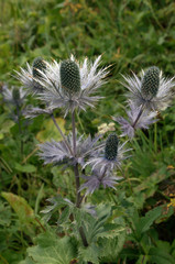 Eryngium alpinum, "Queen-of-the-Alps", blue thistle on the Creux du Van