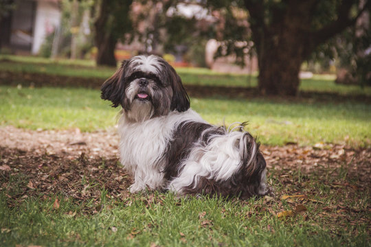  a shihtzu dog with its tongue out standing on the back grass