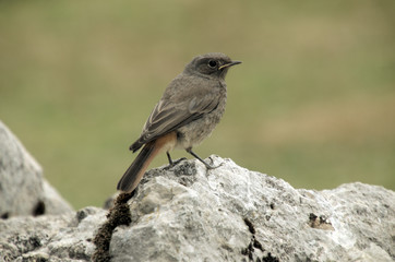 Redstart Chick; fledgling on the Creux du Van