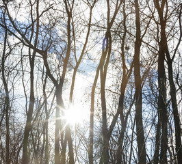Bare trees against the shining sun