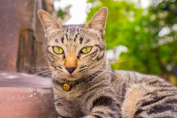 Naklejka na ściany i meble Cats face Asian species