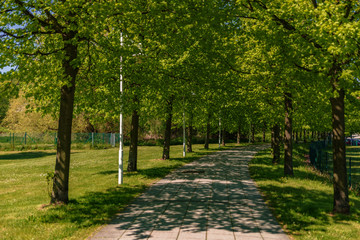 Naklejka premium Allee