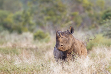 Fototapeta premium Black rhinoceros in Kruger National park, South Africa
