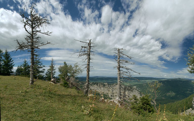 Obraz premium Dead trees on the Creux du Van, Neuchastel