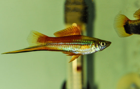 Xiphophorus hellerii (swordtail), a species of freshwater fish in family Poeciliidae of order Cyprinodontiformes