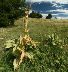 Yellow Gentians at Creux du Van in French Switzerland