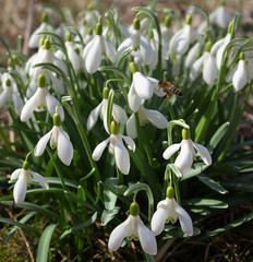 Bunch of snowdrops.