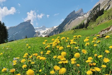 Fototapeta na wymiar Frühling im Alpstein, Ostschweiz
