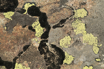 Multicoloured Lichens in Valais