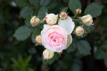 早朝の白とピンクのばら「ピエールドゥロンサール」の花のアップ